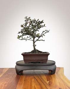 Chinese Elm (CE2609008)