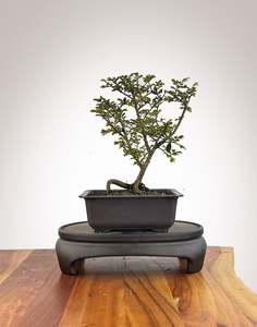Chinese Elm (CE2609007)