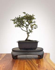 Chinese Elm (CE2609004)