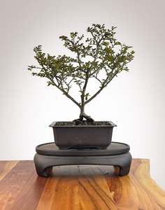 Chinese Elm (CE2609003)