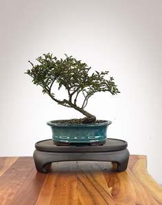 Chinese Elm (CE2609002)