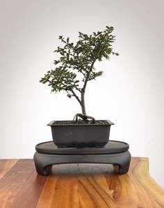Chinese Elm (CE2609001)