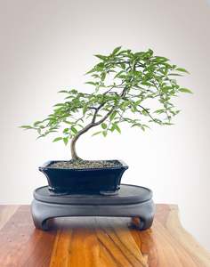 Premium Bonsai: EUROPEAN HORNBEAM