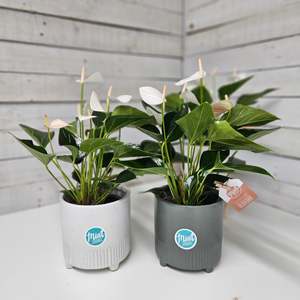 Large White Anthurium Plant in Footed Ceramic Pot