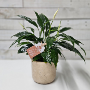 Birthday Click On Image: Lush Peace Lily Plant in Earthy Ceramic Pot