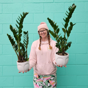 Birthday Click On Image: 'ZZ' Zamioculus Plant in Ceramic Buddah Pot