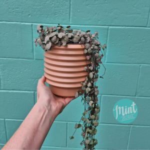 Most Popular: Large Chain of Hearts Plant in Nude Ceramic Pot