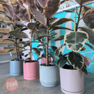 Fathers Day 2020 Thank Dad With A Memorable Mont Floral Gift: XL Ruby Pink Ficus Plant in Ceramic Pot