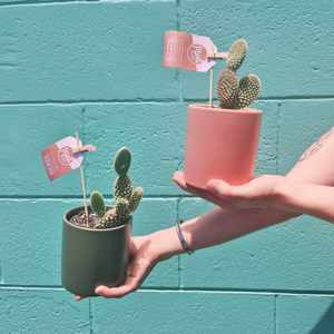 Fathers Day 2020 Thank Dad With A Memorable Mont Floral Gift: Desert Cactus in Ceramic Pot