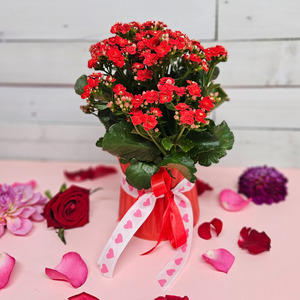 Kalanchoe Plant in Red Ceramic Pot