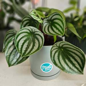 Get Well Soon Click On Image: Watermelon Peperomia in Ceramic Pot