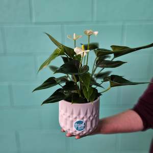 Large White Anthurium Plant in White Textured Ceramic Pot