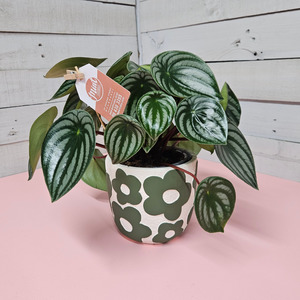 Mothers Day Flowers Sun 10th May 2026: Watermelon Peperomia in Ceramic Flower Pot | MOTHERS DAY 2026
