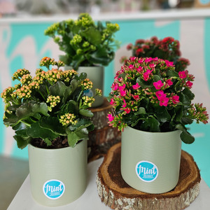 Sales Specials Cheap Flowers: Kalanchoe Plant in Sage Green Pot