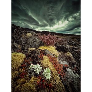 Products: Bloom - Minty & Company