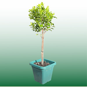Other Trees: Ficus Tuffi Standards