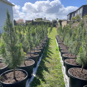 Potted Living Christmas Tree delivery Auckland wide