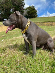 MK Classic Edition Gold - Pre Purchase