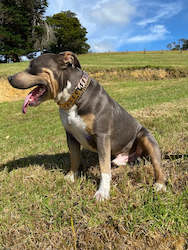 classic: Classic Edition Rose Gold