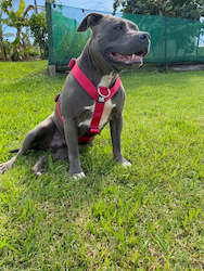 Mk Nylon Range: MK Tri Harness