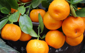 Weekly Add Ons: Add 650g NZ Mandarins