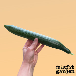 South Island Add Ons: Add x1 Cucumber