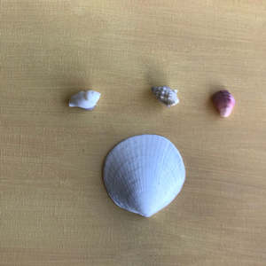 coastal & country: CC12 – Clam Shell