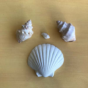 coastal & country: CC11 – Large Scallop Shell