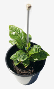 Passion for the Mission – pick up only (Christchurch)