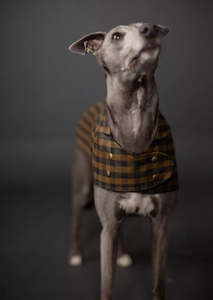Accessories: Merchant & Mills The Barka Dog Coat