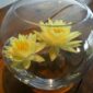 Products: Waterlily Nymphaea ‘Gold Medal’