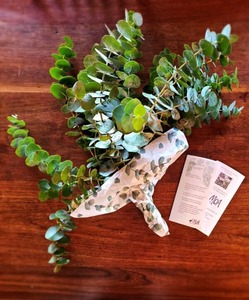 Products: Fresh Bundle of Eucalyptus Branches
