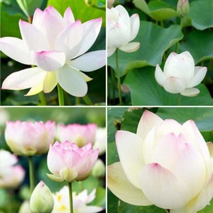 Products: Lotus seeds: Small white with frosted pink tips
