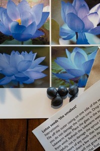 Products: Lotus seeds: Small Blushing Blue