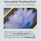 Products: Blue Lotus Starter-Kit – only 2 left