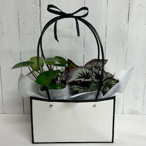 Plant starter Bundle-  gift for Home or Office