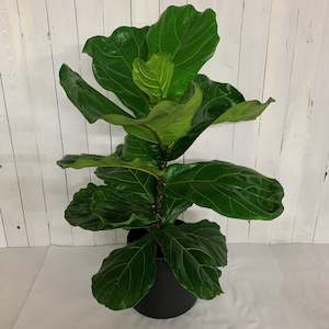 Gifts For Him: The ever popular Ficus lyrata - Fiddle Leaf Fig