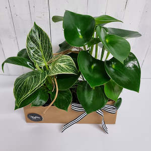 Gifts For Him: Easy care Plant Bundle- Ideal for Home or Office
