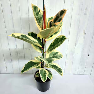 Large Grade: Ficus elastica - Tineke