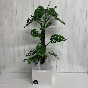 Gifts For Him: Monstera "Monkey Mask" with fern pole optional Ceramic Pot