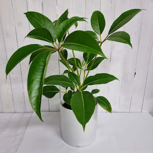 Large Grade: Tupidanthus Calyptratus"Umbrella Tree"
