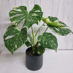 Large Grade: Monstera Thai Constellation - rare houseplant with stunning variegation