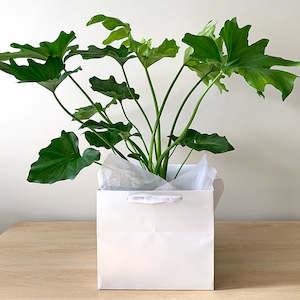 Philodendron Hope