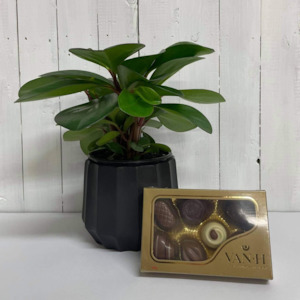 Valentines Day: Blokes Bundle - Peperomia Obtusifolia