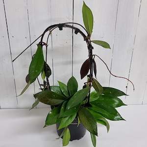 Flowering Plants 1: Hoya Carnosa - beautiful establised Hoya indoor Houseplant- complete with archway