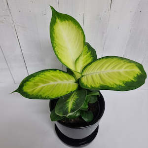 Table Toppers: Dieffenbachia Camille