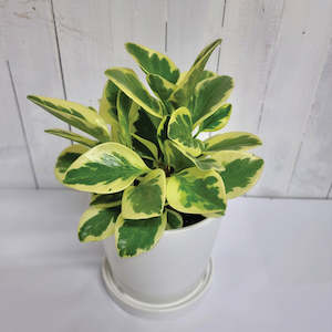 Peperomia Obtusifolia Variegated