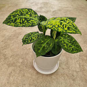 Table Toppers: Dieffenbachia Amoena Reflector- *new addition to our collection*