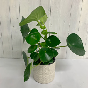 Peperomia Polybotrya in Ceramic Pot