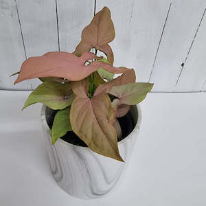 Table Toppers: Syngonium Maya Red- * dusty soft pink leaves *